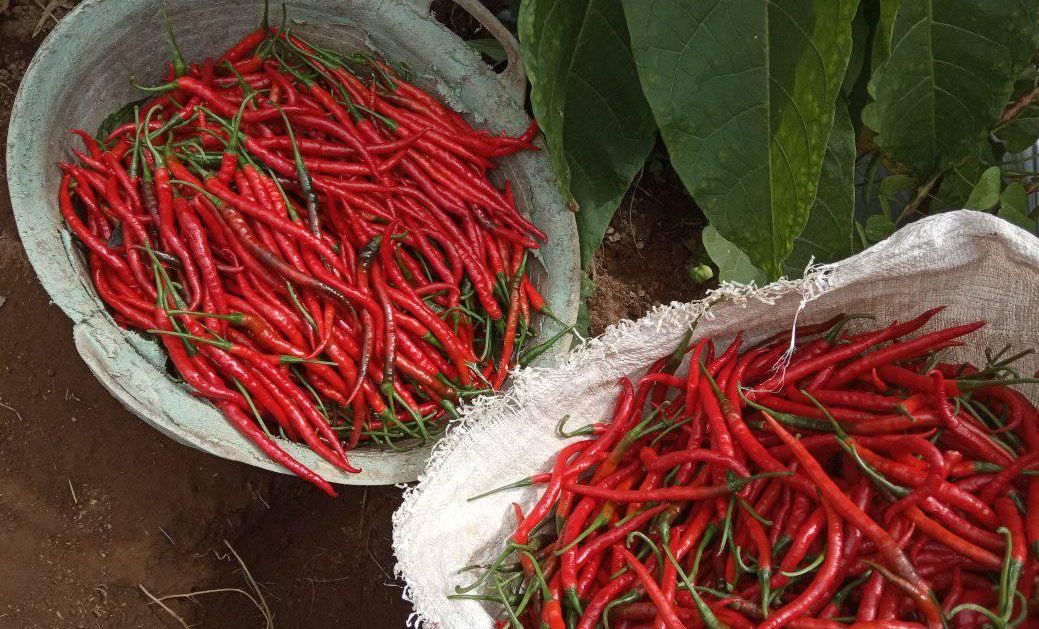 Cabai merah Agam, Sumatera Barat di pasar tradisional. 