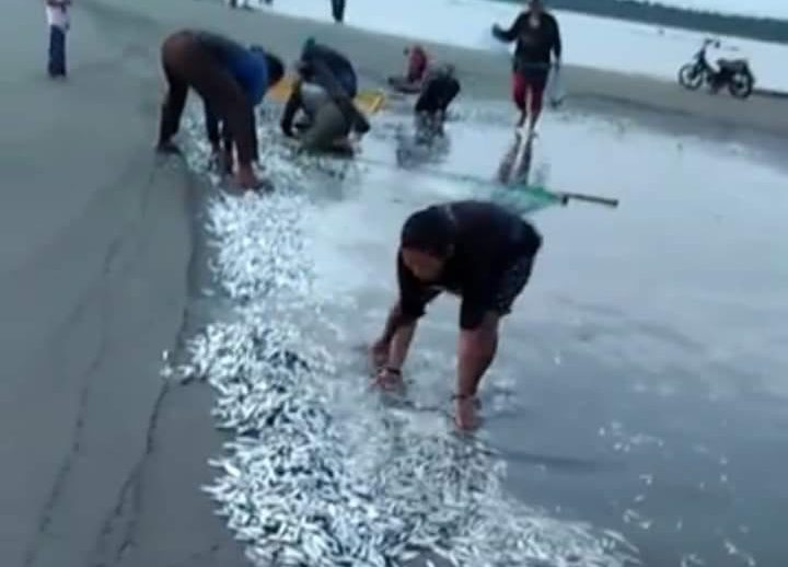 Fenomena laut terjadi di Pantai Sikabaluan, Kecamatan Siberut Utara, Kabupaten Mentawai, Sumatera Barat, terlihat ribuan ikan tandeman menggelepar di tepi pantai, Jumat (12/1/2021). Int/Halonusa.com