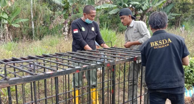 TIm BKSDA Resor Agam saat memasang jerat untuk mengevakuasi beruang madu yang diketahui 7 kali muncul di permukiman warga Agam | 