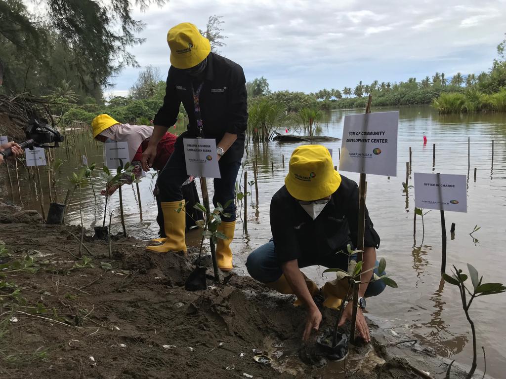 Konservasi Penyu Jambak Sea Turtle Camp bersama PT Angkasa Pura II menanam 3.000 bibit tumbuhan Rhizophora Apiculata di tepian danau payau Pasir Jambak, Koto Tangah, Kota Padang, Sumatera Barat (Sumbar), Kamis (30/9/2021).