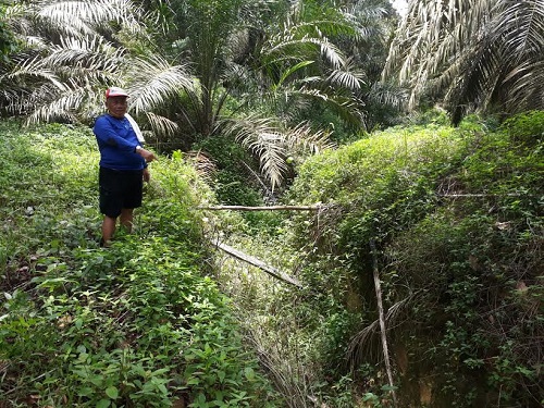 Tokoh masyarakat Pelalawan sekaligus pemilik lahan, Daslir Maskar menunjukkan parit gajah yang dibuat oleh perusahaan sebagai pembatas antara lahan miliknya dan lahan perusahaan.