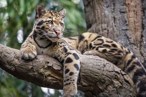 Penampakan dari seekor macan dahan. (Foto: Dok. Gerava)