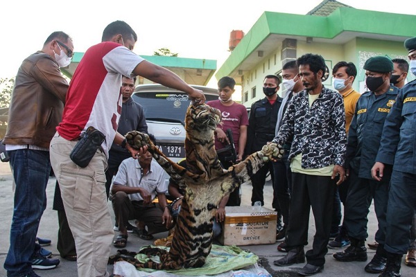 Kulit harimau saat diamankan oleh tim gabungan yang terdiri dari Balai Besar KSDA Riau, Polda Riau dan Balai Gakkum Wilayah Sumatera Seksi Wilayah II, Jumat (24/9/2021). (Foto: IST) 