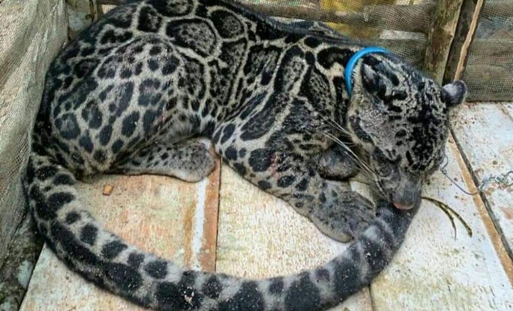 Bentuk dari seekor macan dahan. (Foto: Dok. Global Planet)