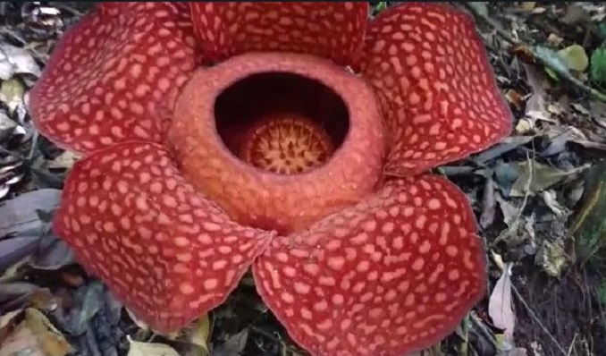 (Ilustrasi) Bunga rafflesia mekar di Kabupaten Solok, Sumbar. (Foto: Dok. Warga)|Para tim saat meninjau bunga rafflesia mekar di Saniangbaka, Kabupaten Solok. (Foto: Dok. Warga)