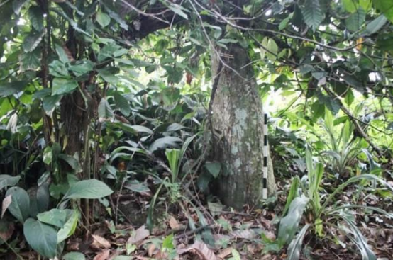 Sejarah Cagar Budaya Menhir Tiakar di Kabupaten Limapuluh Kota (FOTO: BPCB Sumbar)