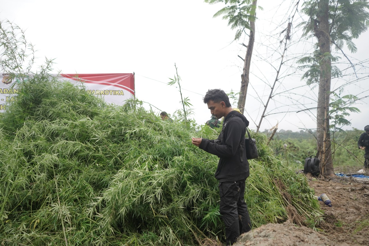 Pemusnahan ladang ganja di Desa Lhok Drien, Kecamatan Sawang, Kabupaten Aceh Utara, Provinsi Aceh, Minggu, (2722022). (Dok. Polisi)