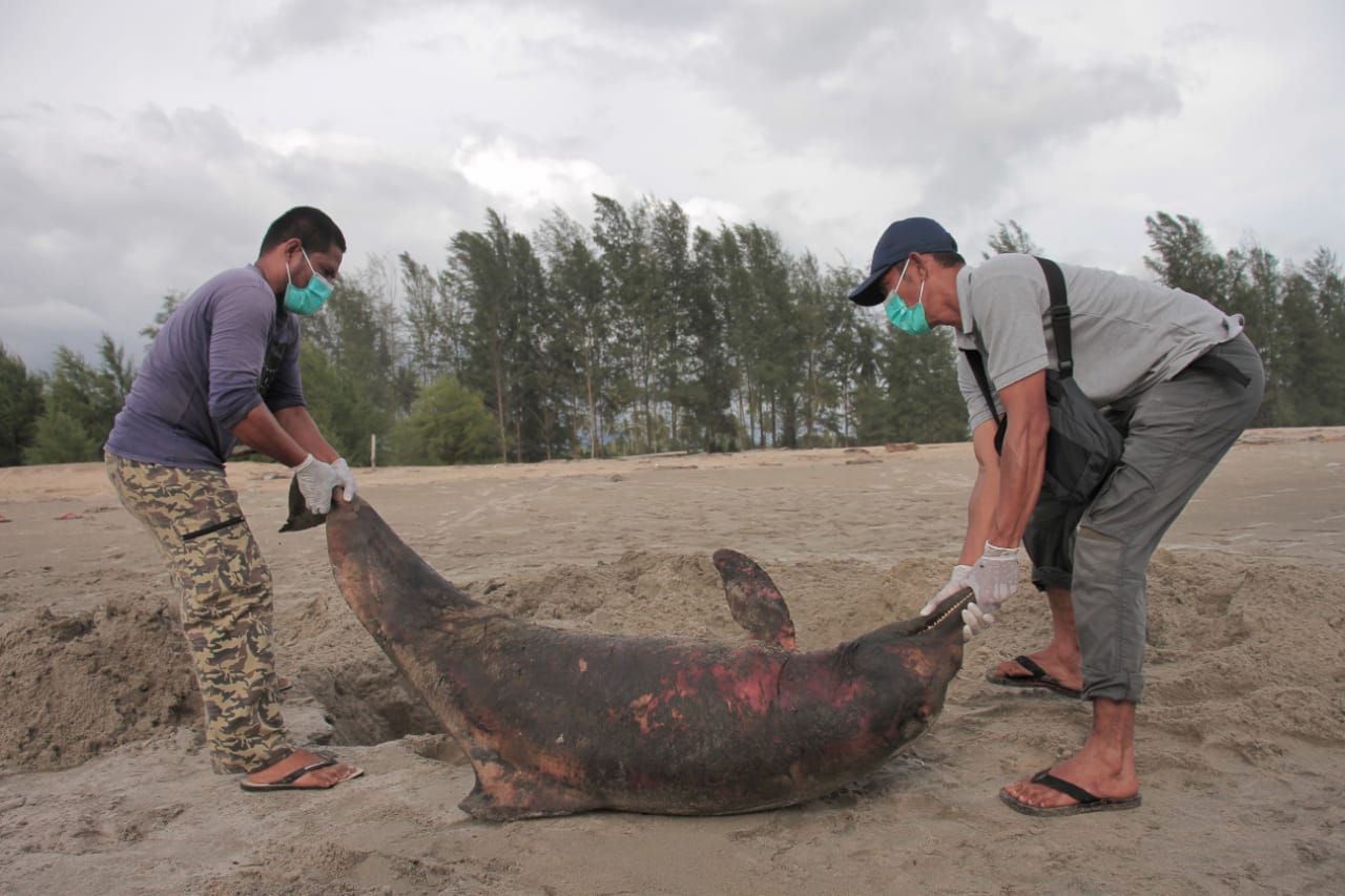 Tim Konservasi Penyu Aroen Meubanja menguburkan bangkai lumba lumba di Pantai Aron Patah, Desa Alue Piet, Kecamatan Panga, Kabupaten Aceh Jaya, Selasa (15/2/2022) (Dok. Zahlul/Halonusa)