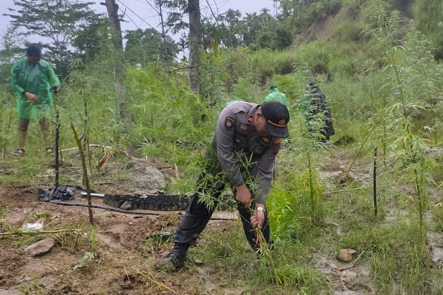 Pemusnahan Ganja di kawasan dusun Uteun punti Desa sawang Kabupaten Aceh utara, Provinsi Aceh, Minggu (27/02/2022). (Intel/Halonusa)