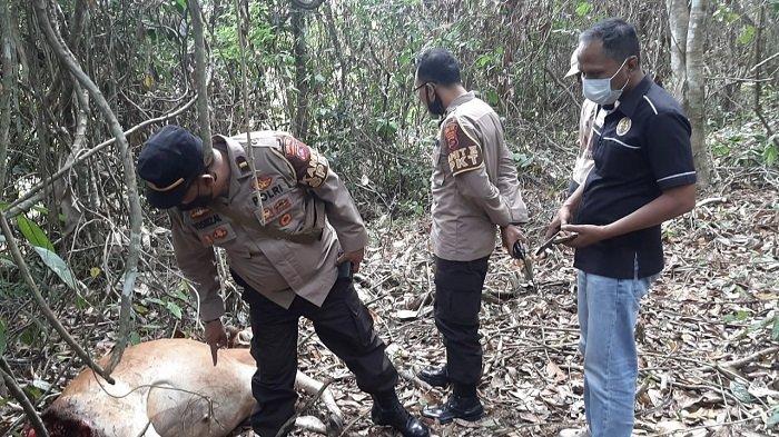 Polsek X Koto meninjauy sapi yang tewas di semak belukar di Kabupaten Solok, Sumatera Barat. Terdapat luka cakar dan gigitan pada bagian panggul. (dokumen)