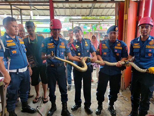 Ular piton dieksekusi petugas dari Dinas Pemadam Kebakaran. (Foto: Dok. Damkar Padang)