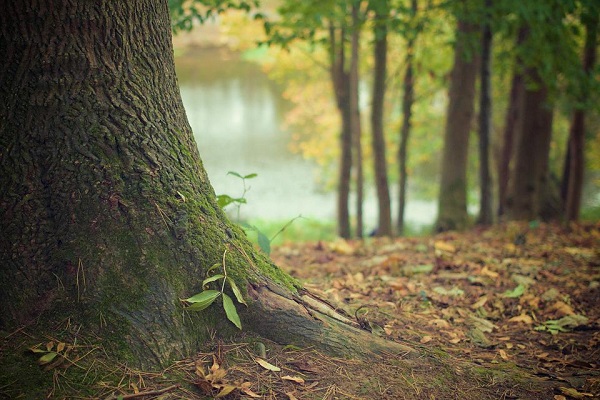 Ilustrasi pohon. (Foto: Istimewa/Dok.Pixabay)