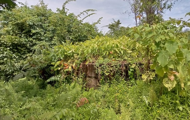 Benteng Jepang yang masuk area normalisasi Sungai Batang Kandis.