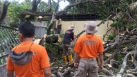 Tim Rescue melakukan evakuasi pohon tumbang. (Foto: Facebook Diskominfo Kota Padang)