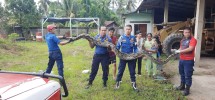 Ular piton sepanjang 4 meter berhasil dievakuasi Damkar KOta Padang. (Foto: istimewa)