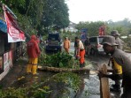 Pohon tumbang hambat akses Jalan Padang-Painan. (Foto: BPBD Kota Padang)