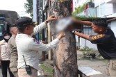 Spanduk bacaleg ditertibkan Satpol PP Kota Padang. (Foto: istimewa)