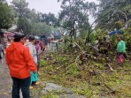 Pohon tumbang di Lubuk Begalung Kota Padang. (Foto: istimewa)