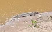 Kemunculan buaya di Batang Anai. (Foto: tangkapan layar Instagram @padang_tv)