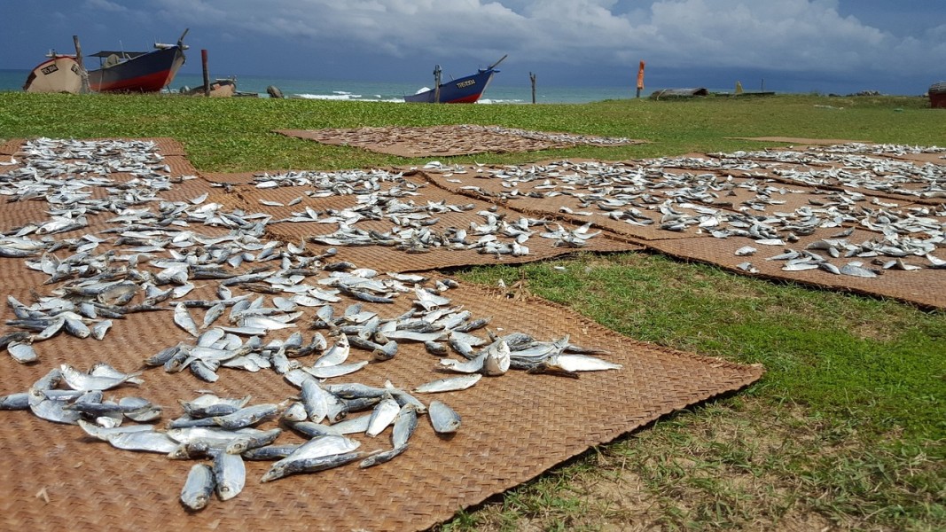 Pengolah ikan asin sedang menjemur ikan di tempat penjemuran . (Foto: pixabay)