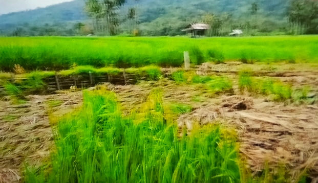 Lahan pertanian di Lubuk Sikaping Pasaman rusak akibat luapan sungai. (Foto: istimewa)