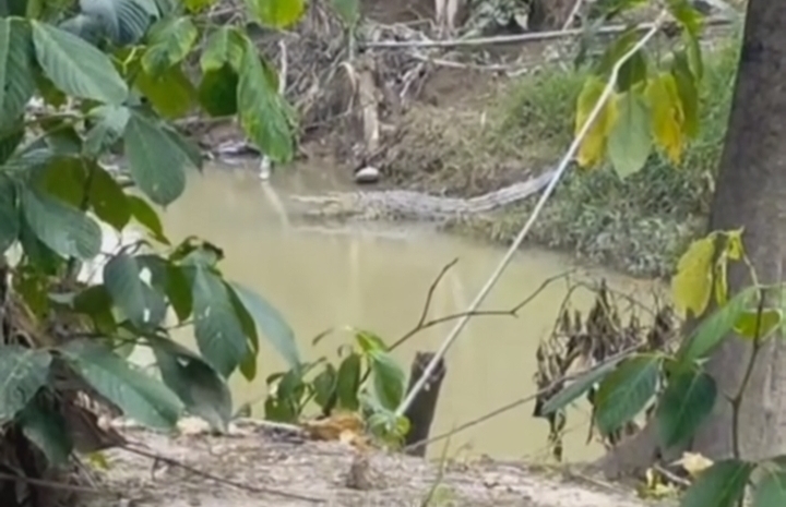 Penampakan buaya di Sungai Ulakan. (Foto: tangkapan layar @matarakyat_sumbar)