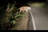 Penampakan harimau Sumatera di Jalan lintas Pariaman-Bukittinggi. (Foto: tangkapan layar)