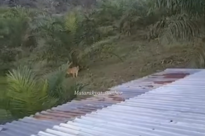 Penampakan harimau di lahan sawit. (Foto: tangkapan layar)