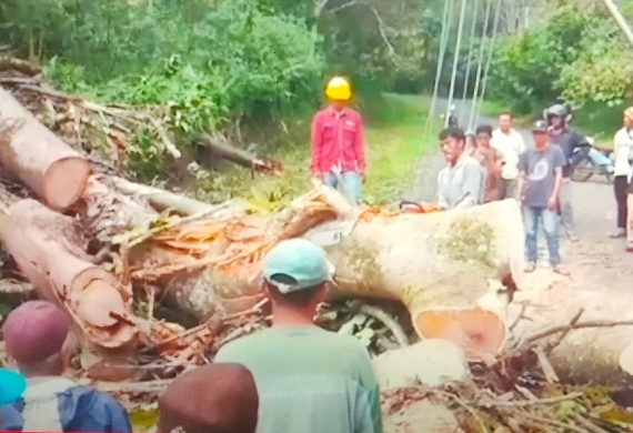 Pohon tumbang menghambat akses menuju perkambungan masyarakat di Nagari Sundata Selatan.