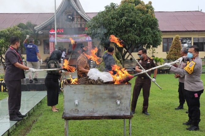 11,3 kg ganja kering dimusnahkan di Pasaman Barat. (Foto: istimewa)