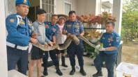 Ular piton berhasil dievakuasi Damkar Padang. (Foto: istimewa)