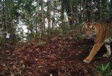 Kemunculan harimau bikin resah warga Malampah Barat Tigo Nagari. (Foto: Riau1.com)