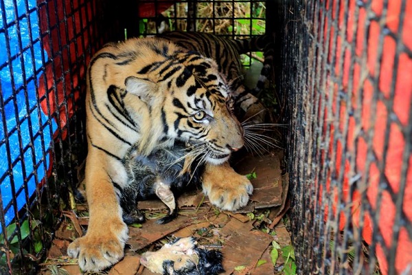 Ilustrasi harimau Sumatera. (Foto: Republika.com)