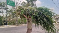 Pasokan rumput ternak sulit didapat. (Foto: Tribun Jogja)