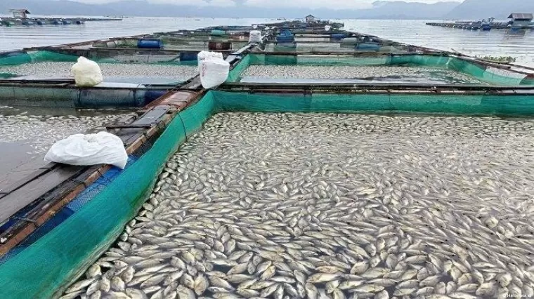 Ikan mati massal di Danau Maninjau. (Foto: TribunPadang)