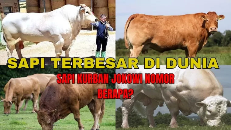 Sapi terbesar di Dunia. (Kolase: Halonusa.id)