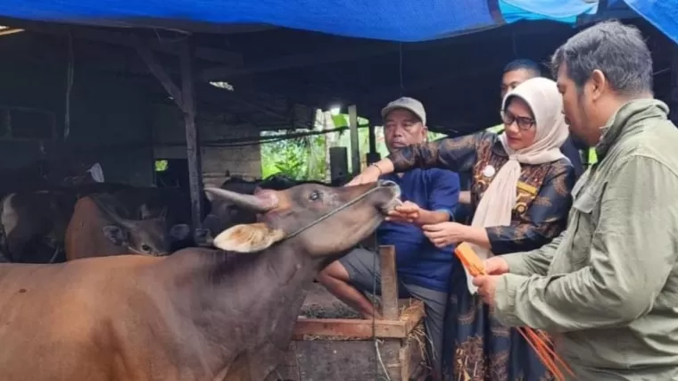 Dinas Pertanian Padang Pastikan Kesehatan Hewan Kurban Jelang Idul Adha, 450 Ekor Tidak Layak