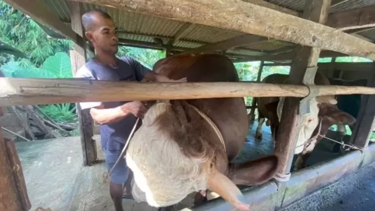 Sapi &quot;Peton&quot; berbobot 1 ton 52 kilogram menjadi hewan kurban Presiden Jokowi untuk Sumbar milik Hendri, warga Jorong Mungka Tangah, Kenagarian Mungka, Kecamatan Mungka, Kabupaten Limapuluh Kota. (Foto: Istimewa)