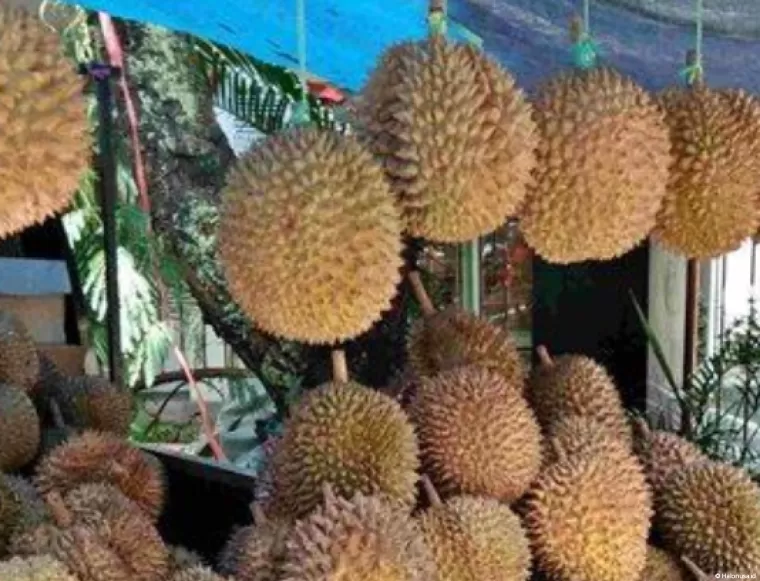 Durian Pesisir Selatan. (Foto: Infopublik.id)