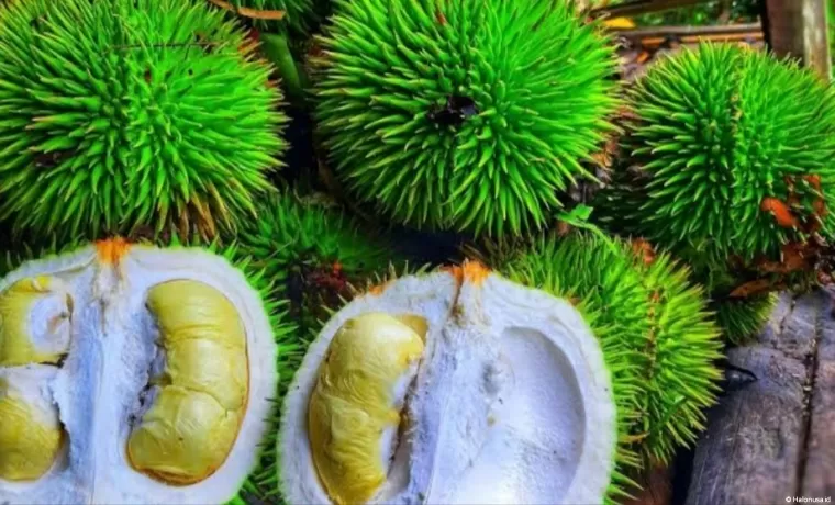 Durian khas Mentawai. (Foto: Infosumbar)