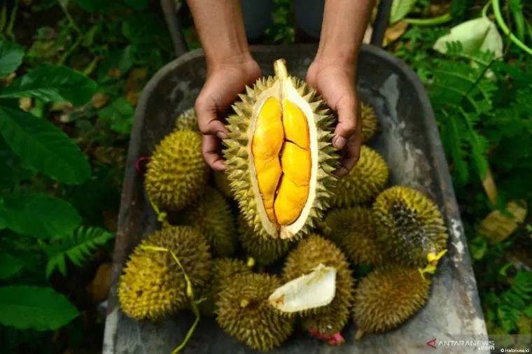 Durian Kabupaten Agam. (Foto: Jppn.com)