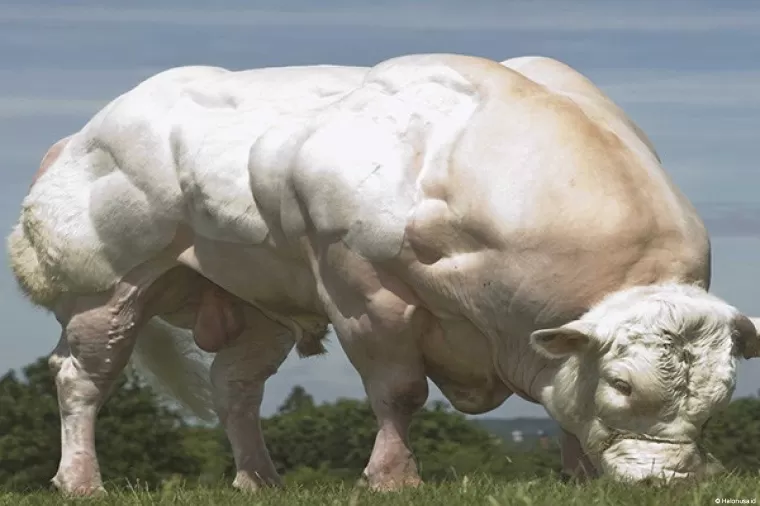 Belgian Blue. (Foto: Istimewa)