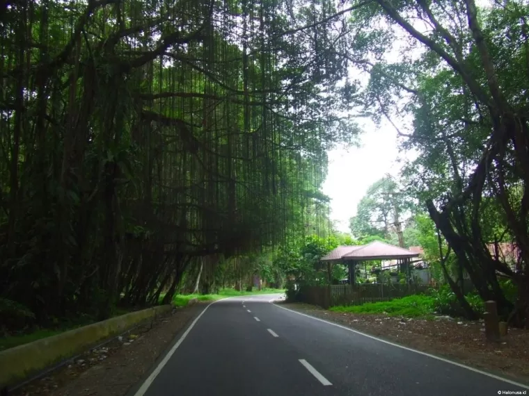 Rimbo Pati, Kabupaten Pasaman. (Foto: Istimewa)