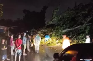 Hujan badai di Padang, pohon tumbang dimana-mana. (Foto: Istimewa)