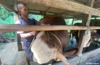 Sapi "Peton" berbobot 1 ton 52 kilogram menjadi hewan kurban Presiden Jokowi untuk Sumbar milik Hendri, warga Jorong Mungka Tangah, Kenagarian Mungka, Kecamatan Mungka, Kabupaten Limapuluh Kota. (Foto: Istimewa)