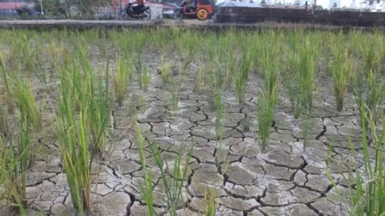 Cuaca Panas Melanda Padang, Dinas Pertanian Imbau Petani Agar Hemat Air