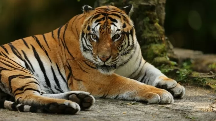 Harimau Sumatera. (Foto: News Taman Safari Indonesia)