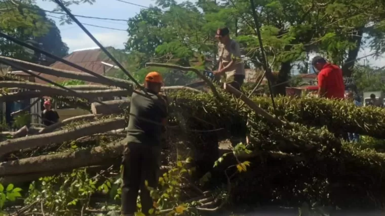 Pohon Tumbang Hambat Jalan Berok Nipah, Tim Gabungan Lakukan Evakuasi