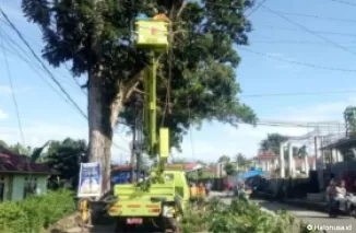 Petugas DLH Solok memangkas pohon pelindung. (Foto: Diskominfo Kota Solok)