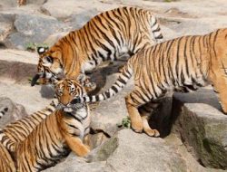 Foto Warga Indonesia Tewas Diserang Anak Harimau di Melaka